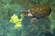 海龜吃生菜