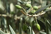拿撒勒村的橄欖樹
