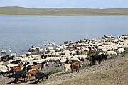 額吉湖畔的羊群