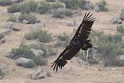 禿鷲 (cinereous vulture)